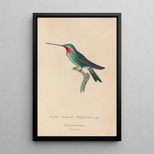 Histoire naturelle des oiseaux-mouches Pl29 - René Primevère Lesson — gerahmtes Bild an der Wand