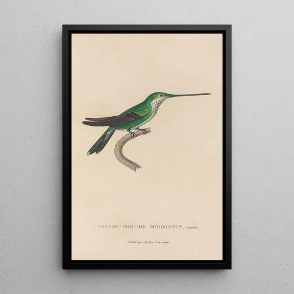 Histoire naturelle des oiseaux-mouches Pl30 - René Primevère Lesson — gerahmtes Bild an der Wand