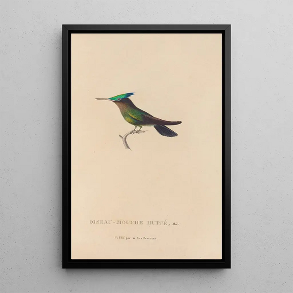 Histoire naturelle des oiseaux-mouches Pl31 - René Primevère Lesson — gerahmtes Bild an der Wand