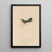 Histoire naturelle des oiseaux-mouches Pl32 - René Primevère Lesson — gerahmtes Bild an der Wand