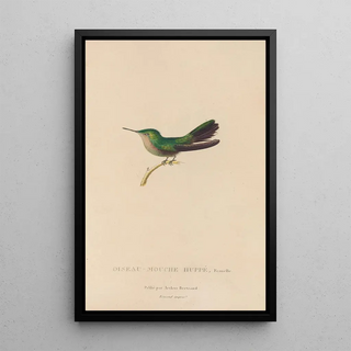 RenPrimevre Lesson - Histoire naturelle des oiseauxmouches Pl32.webp