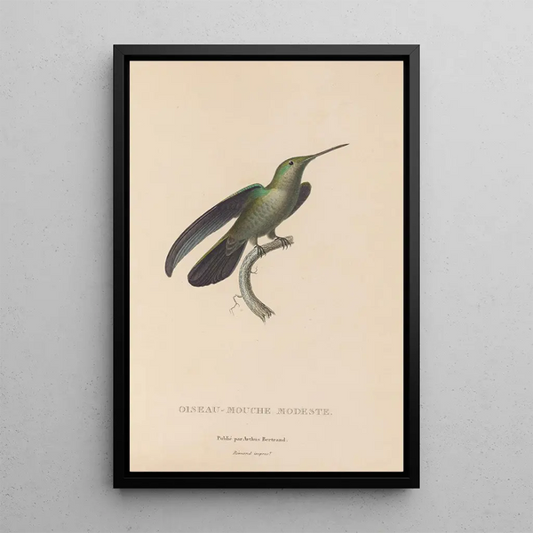 Histoire naturelle des oiseaux-mouches Pl33 - René Primevère Lesson — gerahmtes Bild an der Wand