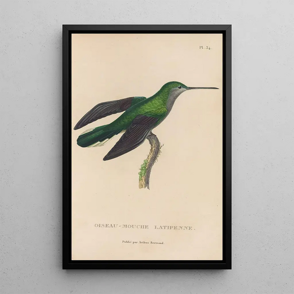 Histoire naturelle des oiseaux-mouches Pl34 - René Primevère Lesson — gerahmtes Bild an der Wand