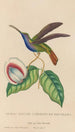 Histoire naturelle des oiseaux-mouches Pl36 - René Primevère Lesson — Ansicht des Kunstwerks