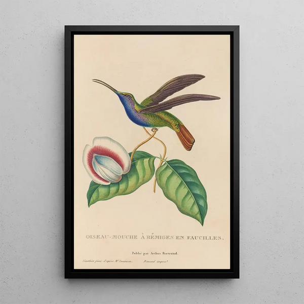 Histoire naturelle des oiseaux-mouches Pl36 - René Primevère Lesson — gerahmtes Bild an der Wand