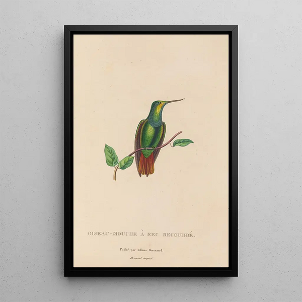 Histoire naturelle des oiseaux-mouches Pl37 - René Primevère Lesson — gerahmtes Bild an der Wand