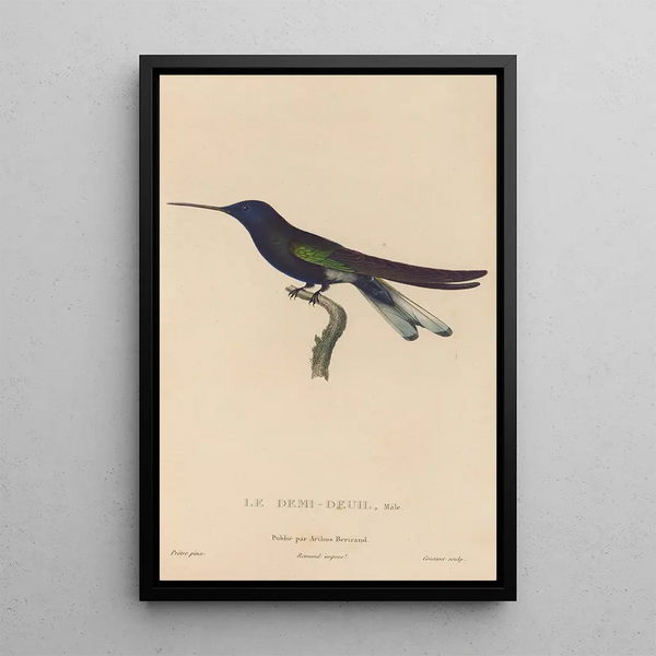 Histoire naturelle des oiseaux-mouches Pl38 - René Primevère Lesson — gerahmtes Bild an der Wand