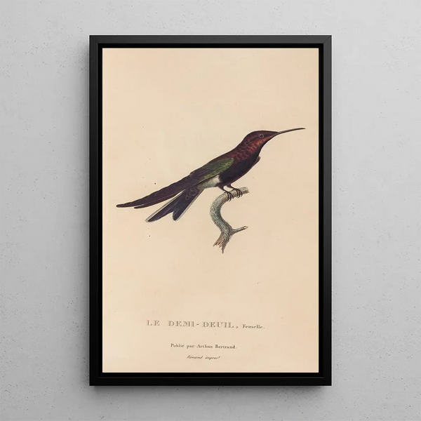 Histoire naturelle des oiseaux-mouches Pl39 - René Primevère Lesson — gerahmtes Bild an der Wand