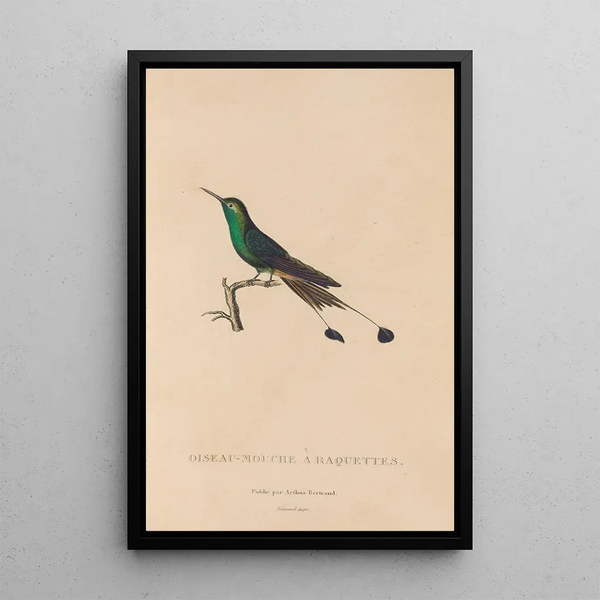 Histoire naturelle des oiseaux-mouches Pl40 - René Primevère Lesson — gerahmtes Bild an der Wand