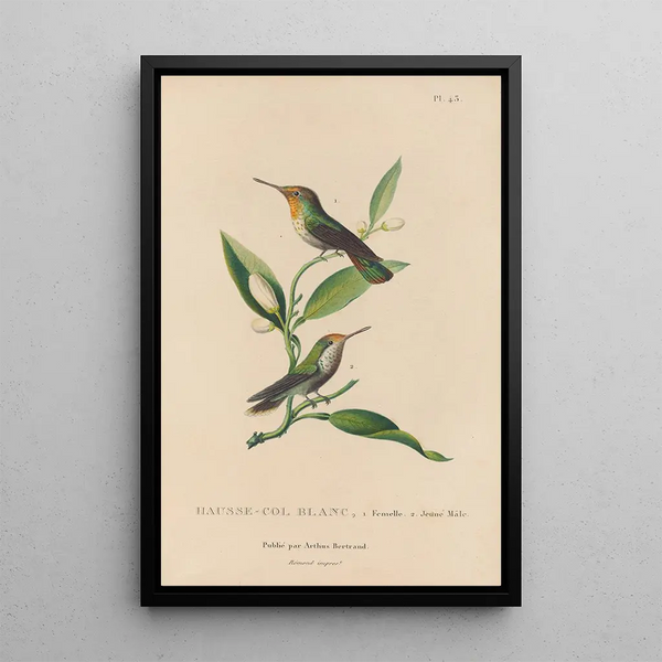 Histoire naturelle des oiseaux-mouches Pl43 - René Primevère Lesson — gerahmtes Bild an der Wand