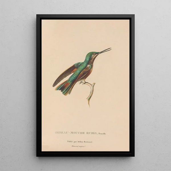 Histoire naturelle des oiseaux-mouches Pl45 - René Primevère Lesson — gerahmtes Bild an der Wand