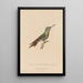 Histoire naturelle des oiseaux-mouches Pl46 - René Primevère Lesson — gerahmtes Bild an der Wand