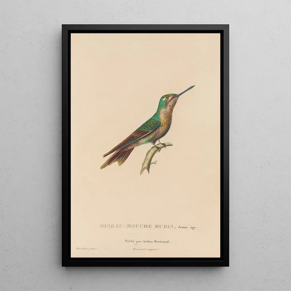 Histoire naturelle des oiseaux-mouches Pl46 - René Primevère Lesson — gerahmtes Bild an der Wand