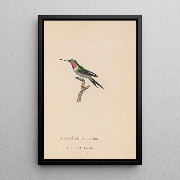 Geschichte der Kolibris Pl47 - René Primevère Lesson — gerahmtes Bild an der Wand