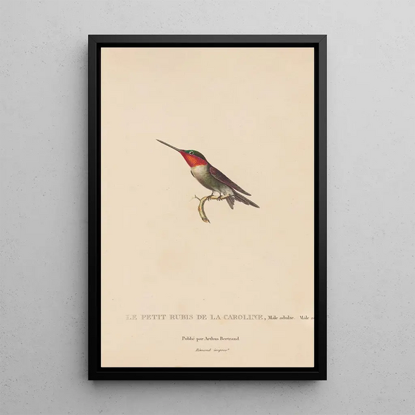 Histoire naturelle des oiseaux-mouches Pl48 - René Primevère Lesson — gerahmtes Bild an der Wand