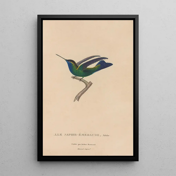 Histoire naturelle des oiseaux-mouches Pl50 - René Primevère Lesson — gerahmtes Bild an der Wand