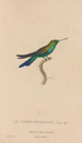 Histoire naturelle des oiseaux-mouches Pl51 - René Primevère Lesson — Ansicht des Kunstwerks