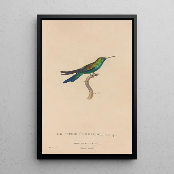 Histoire naturelle des oiseaux-mouches Pl51 - René Primevère Lesson — gerahmtes Bild an der Wand