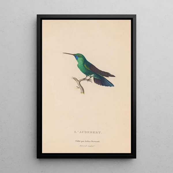 Histoire naturelle des oiseaux-mouches Pl52 - René Primevère Lesson — gerahmtes Bild an der Wand