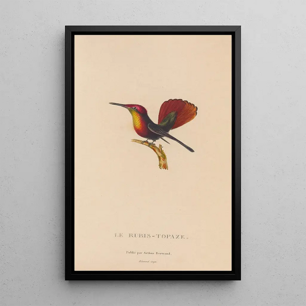 Histoire naturelle des oiseaux-mouches Pl53 - René Primevère Lesson — gerahmtes Bild an der Wand