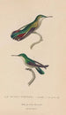 Histoire naturelle des oiseaux-mouches Pl54 - René Primevère Lesson — Ansicht des Kunstwerks