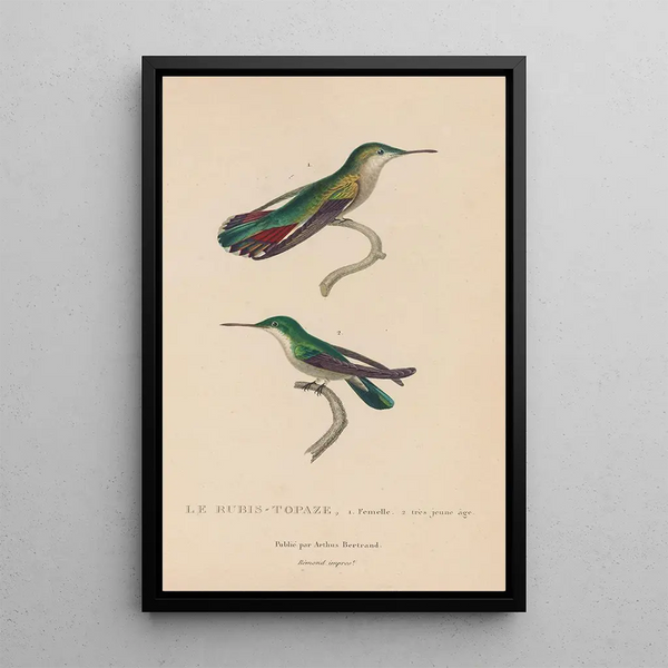 Histoire naturelle des oiseaux-mouches Pl54 - René Primevère Lesson — gerahmtes Bild an der Wand
