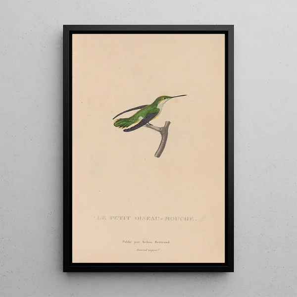Histoire naturelle des oiseaux-mouches Pl55 - René Primevère Lesson — gerahmtes Bild an der Wand