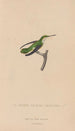 Histoire naturelle des oiseaux-mouches Pl55 - René Primevère Lesson — Ansicht des Kunstwerks