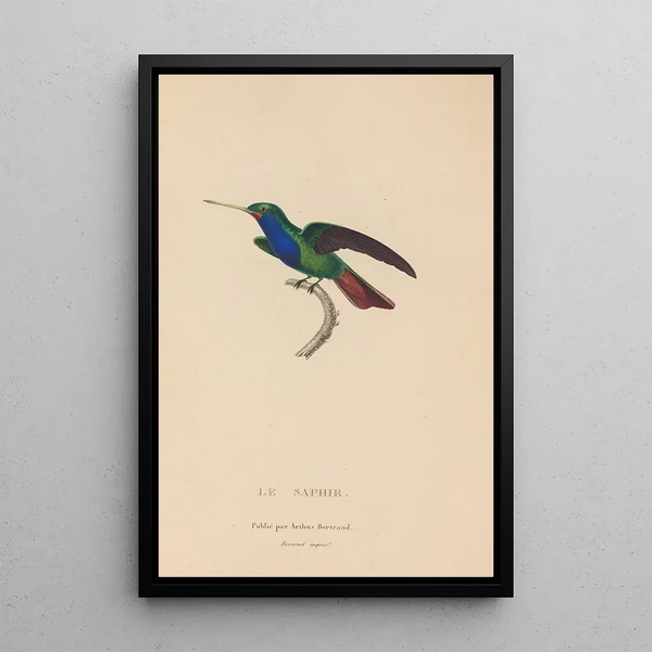 Histoire naturelle des oiseaux-mouches Pl56 - René Primevère Lesson — gerahmtes Bild an der Wand