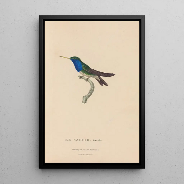 Histoire naturelle des oiseaux-mouches Pl57 - René Primevère Lesson — gerahmtes Bild an der Wand
