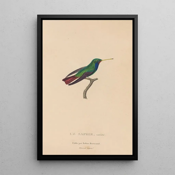 Histoire naturelle des oiseaux-mouches Pl58 - René Primevère Lesson — gerahmtes Bild an der Wand