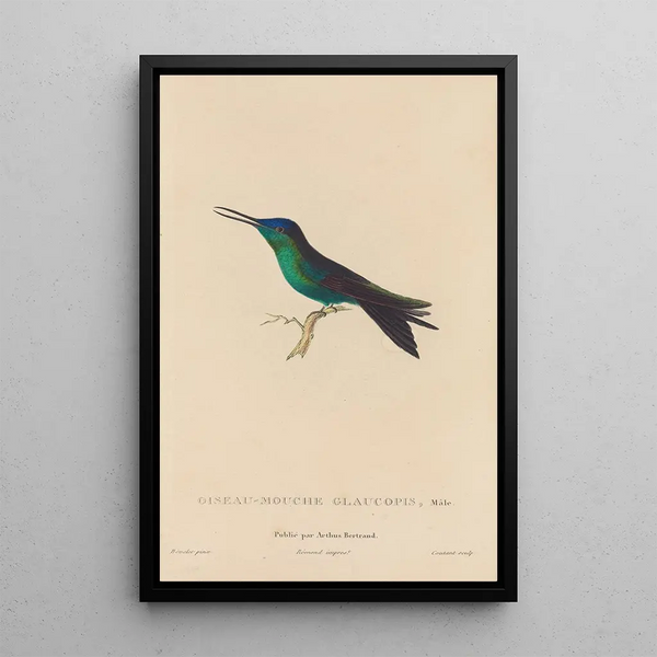 Histoire naturelle des oiseaux-mouches Pl59 - René Primevère Lesson — gerahmtes Bild an der Wand
