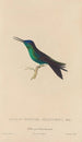 Histoire naturelle des oiseaux-mouches Pl59 - René Primevère Lesson — Ansicht des Kunstwerks
