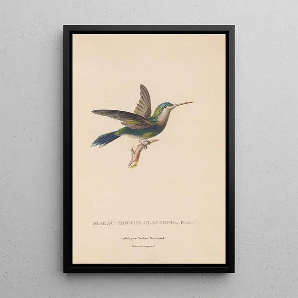 Histoire naturelle des oiseaux-mouches Pl60 - René Primevère Lesson — gerahmtes Bild an der Wand