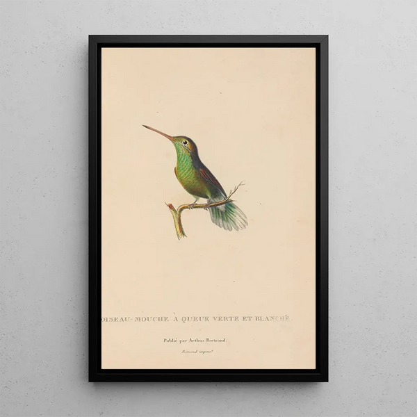 Geschichte der Natur der Kolibris Pl61 - René Primevère Lesson — gerahmtes Bild an der Wand