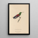 Geschichte der Natur der Kolibris Pl62 - René Primevère Lesson — gerahmtes Bild an der Wand