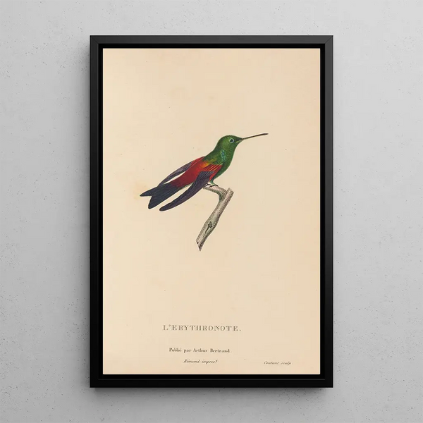 Geschichte der Natur der Kolibris Pl62 - René Primevère Lesson — gerahmtes Bild an der Wand