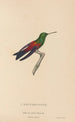 Geschichte der Natur der Kolibris Pl62 - René Primevère Lesson — Ansicht des Kunstwerks