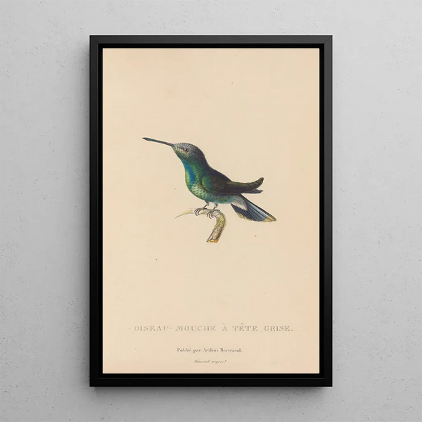 Histoire naturelle des oiseaux-mouches Pl63 - René Primevère Lesson — gerahmtes Bild an der Wand