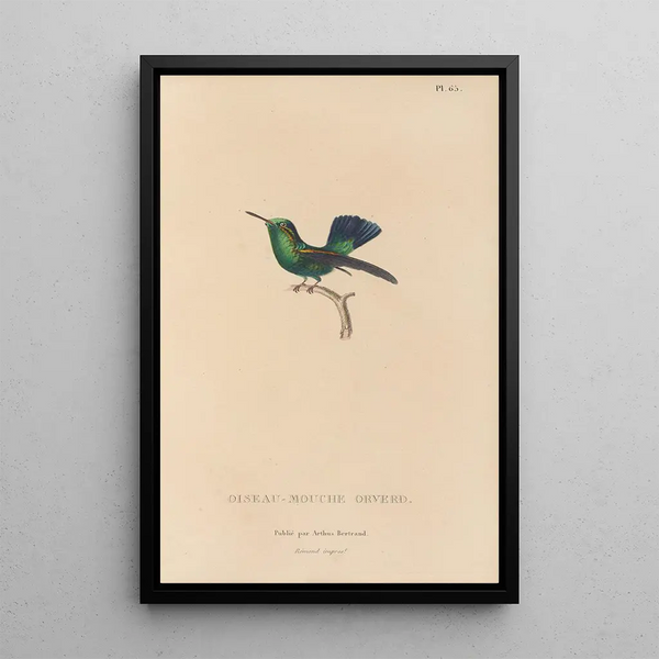 Histoire naturelle des oiseaux-mouches Pl66 - René Primevère Lesson — gerahmtes Bild an der Wand