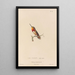 Histoire naturelle des oiseaux-mouches Pl67 - René Primevère Lesson — gerahmtes Bild an der Wand
