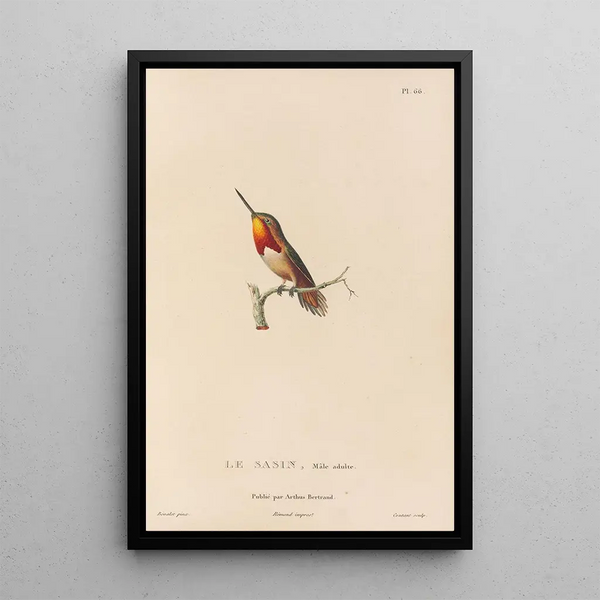 Histoire naturelle des oiseaux-mouches Pl67 - René Primevère Lesson — gerahmtes Bild an der Wand