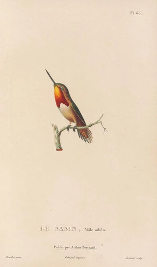 RenPrimevre Lesson - Histoire naturelle des oiseauxmouches Pl67.webp