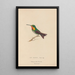 Histoire naturelle des oiseaux-mouches Pl68 - René Primevère Lesson — gerahmtes Bild an der Wand