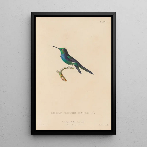 Histoire naturelle des oiseaux-mouches Pl69 - René Primevère Lesson — gerahmtes Bild an der Wand