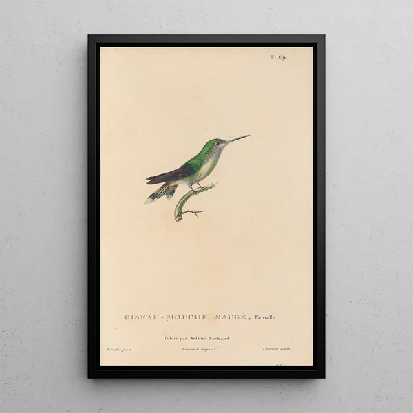 Histoire naturelle des oiseaux-mouches Pl70 - René Primevère Lesson — gerahmtes Bild an der Wand