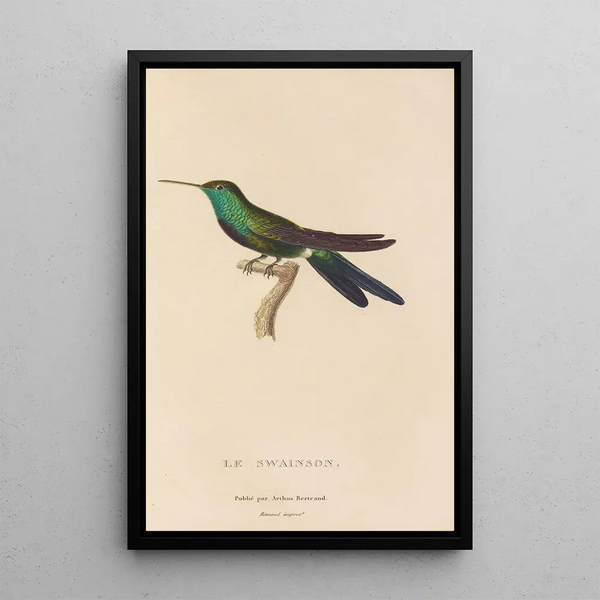 Histoire naturelle des oiseaux-mouches Pl71 - René Primevère Lesson — gerahmtes Bild an der Wand