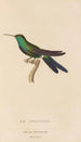 Histoire naturelle des oiseaux-mouches Pl71 - René Primevère Lesson — Ansicht des Kunstwerks