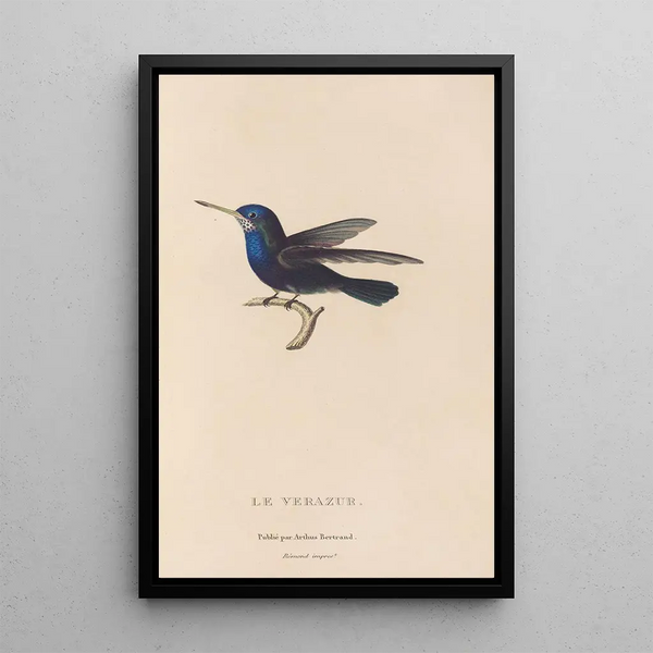Histoire naturelle des oiseaux-mouches Pl72 - René Primevère Lesson — gerahmtes Bild an der Wand