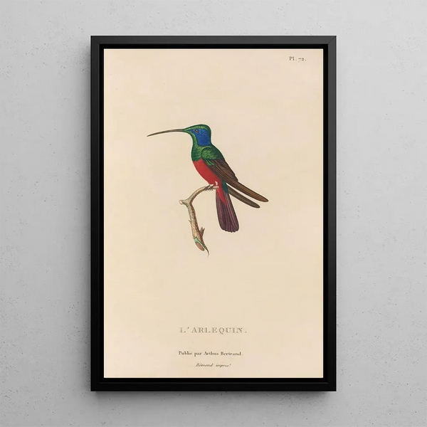 Histoire naturelle des oiseaux-mouches Pl73 - René Primevère Lesson — gerahmtes Bild an der Wand